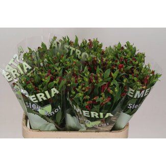Freshy Alstroemeria Fl “Sangria” | Farbe: Rot | Länge ± 75 centimeter | Pro 10 Stiele frische Blumen