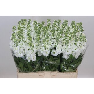 Freshy Violier Mathilda White