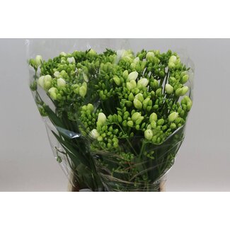 Freshy Freesia dubbel Essence