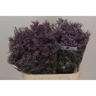 Freshy Limonium Saf Lilac