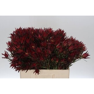 Freshy Leucadendron Sal Blush