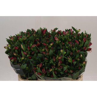 Freshy Alstroemeria Bikini