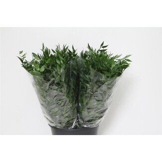 Freshy Ruscus 200gr Short (p. bos)