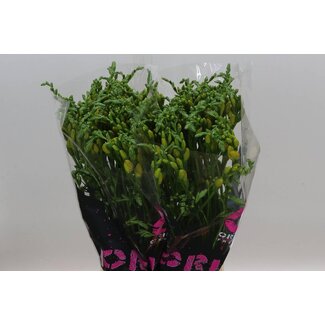 Freshy Freesia dubbel Soleil Extra