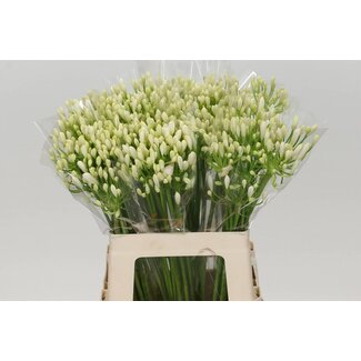Freshy Agapanthus Gletsjer