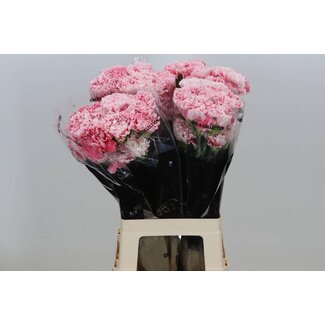 Freshy Anjer Lang Merletto Rosa