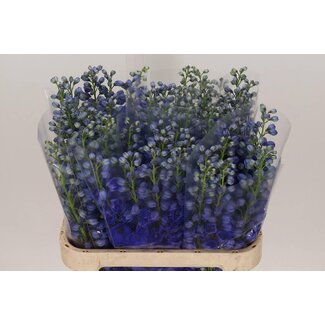 Freshy Delphinium El Delphinium Hollands Glorie