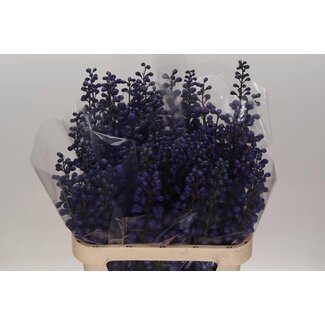 Freshy Delphinium El Delphinium Texas