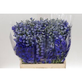 Freshy Delphinium El Delphinium Hollands Glorie