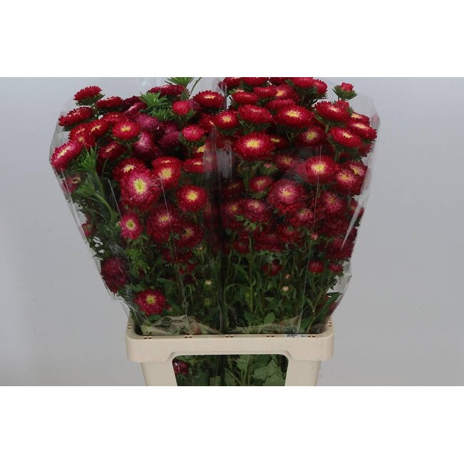 Callistephus spray x20 Red