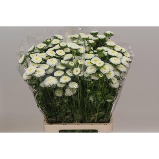 Freshy Callistephus spray x20 White
