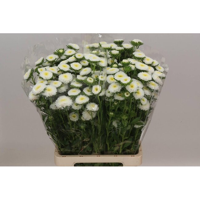 Callistephus spray x20 White