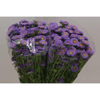 Freshy Callistephus spray x25 Cerise
