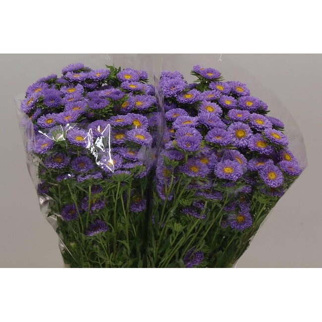 Callistephus spray x25 Cerise
