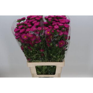 Freshy Callistephus spray x25 Lavender