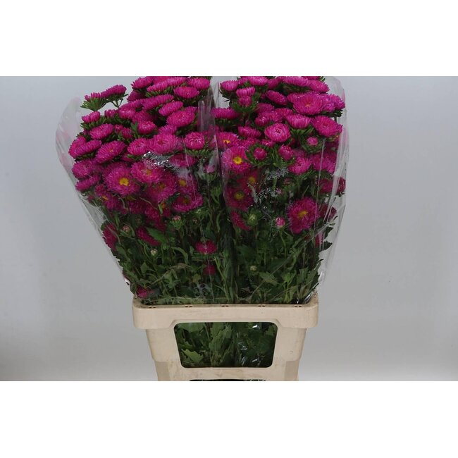 Callistephus spray x25 Lavender