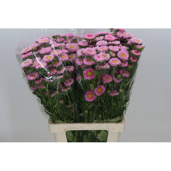 Callistephus spray x25 Pink
