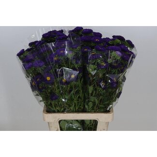 Freshy Callistephus spray x25 Purple