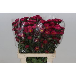 Freshy Callistephus spray x25 Red