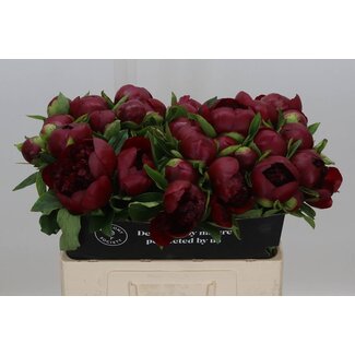 Freshy Paeonia L Red Charm