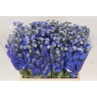 Freshy Delphinium Du Delphi Morning