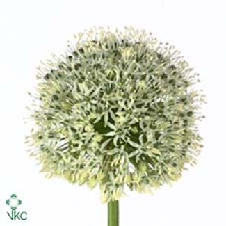 Freshy Allium Mount Everest