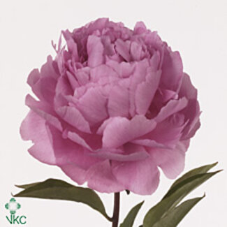 Freshy Paeonia L Dinner Plate