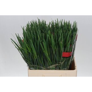 Freshy Iris “Casablanca” | Colour: White | Length ± 66 centimetre | Per 50 stems fresh flowers