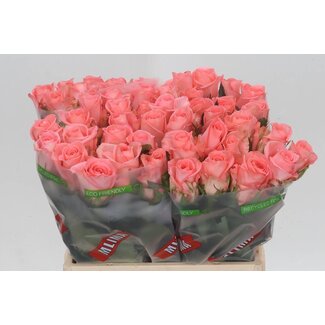 Freshy Rosen “Unicorn” | Farbe: Rosa | Länge ± 40 centimeter | Per 20 Rosen