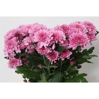 Freshy Chrysanthème en grappe Chrysanthemum “Fabienne” | Couleur: Rose | Longueur ± 70 centimeter | Par 10 tiges de fleurs fraîches