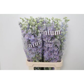 Freshy Delphinium “Du Dew Zofia” | Couleur: Bleu | Longueur ± 100 centimeter | Par 10 tiges de fleurs fraîches