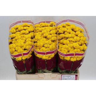 Freshy Chrysanthemum Chrysant Santini “Aurinko” | Couleur: Jaune | Longueur ± 55 centimeter | Par 25 tiges fleurs fraîches