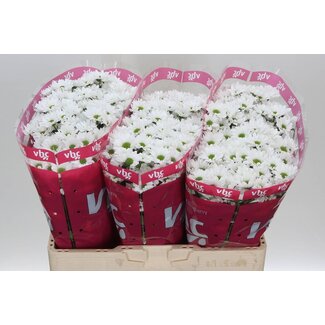 Freshy Chrysantheme Chrysant Santini “Inzell” | Farbe: Weiß | Länge ± 55 centimeter | Pro 25 Stielen frische Blumen