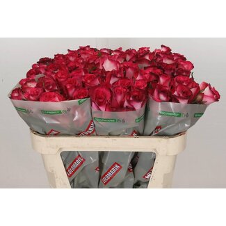 Freshy Roses “Nicoletta” | Colour: Pink | Length ± 70 centimetre | Per 10 roses