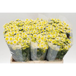 Freshy Chrysanthemum Chrysant Santini “Sun Up” | Kleur: Wit | Lengte ± 55 centimeter | Per 25 stelen verse bloemen