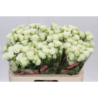 Freshy Dutch spray rose “Snowflake” | Colour: White | Length ± 60 centimeter | Per 10 fresh roses