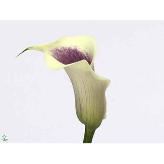 Freshy Zantedeschia Calla “Picasso” | Couleur: Blanc | Longueur ± 50 centimeter | Par 10 fleurs fraîches