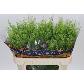 Freshy Lepidium “Green Bell” | Colour: Green | Length ± 70 centimetre | Per 25 stems fresh flowers