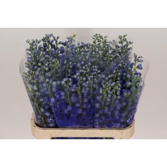 Freshy Delphinium “El Delphinium Hollands Glorie” | Couleur: Bleu | Longueur ± 80 centimeter | Par 10 tiges de fleurs fraîches