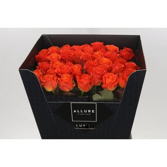 Freshy Roses “Clarence Allure” | Colour: Orange | Length ± 70 centimetre | Per 10 roses