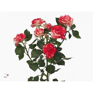 Freshy Hollandse Trosroos “Fireworks” | Kleur: Wit Rood | Lengte ± 70 centimeter | Per 10 verse rozen