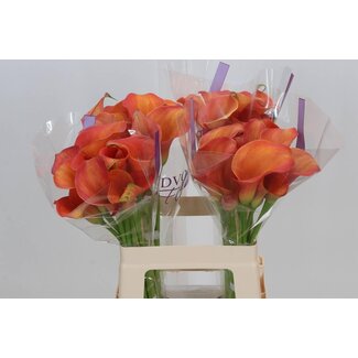 Freshy Zantedeschia Calla “Orange Pride” | Farbe: Orange | Länge ± 60 centimeter | Pro 10 frische Blumen