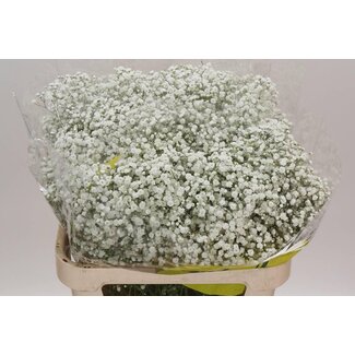Freshy Gypsophila Paniculata Baby's breath “Xlence” | Colour: White | Length ± 80 centimetre | Per 25 stems fresh flowers
