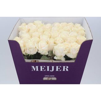 Freshy Roses “Four Seasons” | Couleur: Blanc | Longueur ± 70 centimeter | Par 10 roses