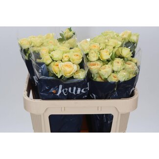 Freshy Rose en grappe hollandaise “Bandolero” | Couleur: Jaune | Longueur ± 70 centimeter | Par 10 roses fraîches