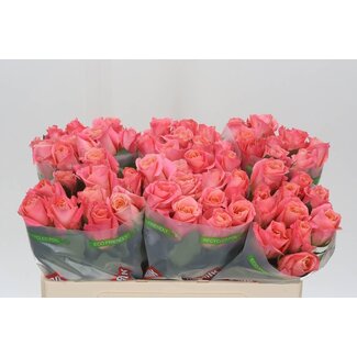 Freshy Roses “Miss Piggy” | Couleur: Rose | Longueur ± 50 centimeter | Par 20 roses