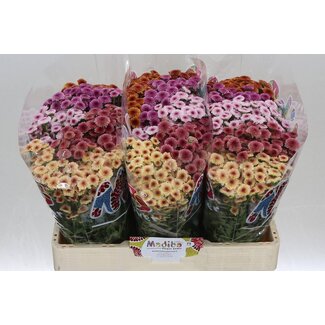 Freshy Chrysanthemum Chrysanthemum Santini “Mad Tyolo Mix” | Colour: Mixed Colours | Length ± 55 centimetre | Per 25 stems fresh flowers