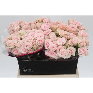 Freshy Dutch Spray Rose “Sweet Porcelina” | Colour: Pink | Length ± 40 centimetre | Per 20 fresh roses