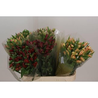 Freshy Alstroemeria Gem import | Kleur: Gemengde Kleuren | Lengte ± 75 centimeter | Per 30 stelen verse bloemen