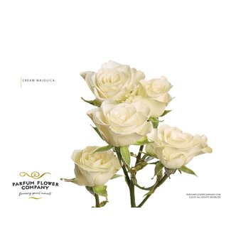 Freshy Dutch spray rose “Parfum Cream Majolica” | Colour: White | Length ± 50 centimeter | Per 12 fresh roses